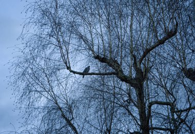 Fotoğraf d 'une tourterelle sur une branche de bouleau sur un ciel sombre