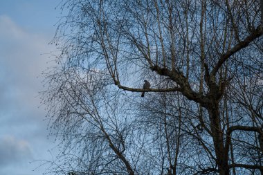 Fotoğraf d 'une tourterelle isolee sur un branche de bouleau en makro sous un ciel nuageux