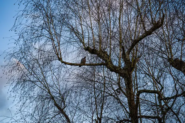 Fotoğraf d 'une tourterelle seule posee sur un branche de bouleau en makro sous un ciel bleu