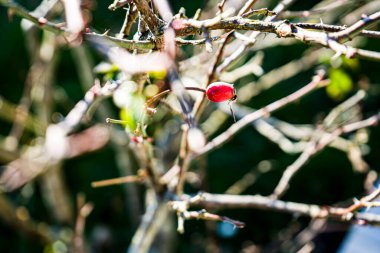 Photo d'une fin d'un bourgeon de rosier pris en macro sur un fond vert clipart