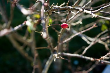 Photo d'un bourgeon de rosier sur la fin pris en macro sur un fond vert clipart