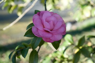 Photo d'un beau close-up d'une fleur de camelia isolee sur un fond vert  clipart