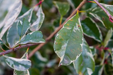 Fotoğraf d 'une branche de feuilles de photinia prise en makro sure un fond vert