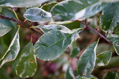 Fotoğraf d 'une branche d' arbuste de photinia prise in makro sure un fond vert