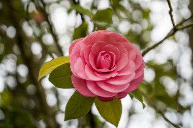 Fotoğraf d 'un yakın plan d' un bouton de camelia pris en makro sure un fond vert