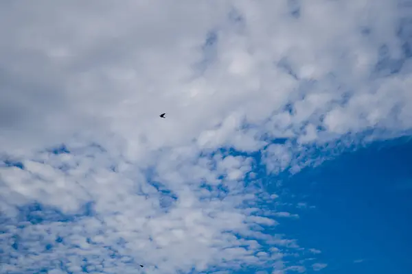 Fotoğraf d 'une ombre d' un oiseau survolant les nuages pris en makro