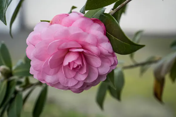 Fotoğraf: d 'une jolie fleur de camelia isolee prise in makro sur un fond vert