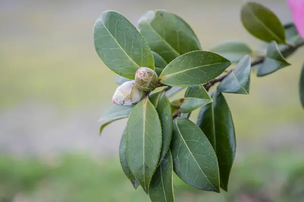 Fotoğraf d 'une branche isolee de camelia en yakın planda.