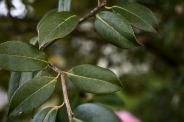Foto d 'un close-up d' une branche de camelia sure sure un fond vert botek