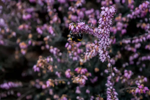 Fotoğraf: d 'un bourdon butinant une tige de bruyere sure fond vert