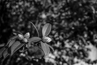 Fotoğraf: d 'une branche de camelia prise on makro en noir et blan sur fond botek