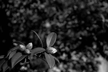 Fotoğraf: d 'une branche de camelia prise on noir et blanc sure un fond botek
