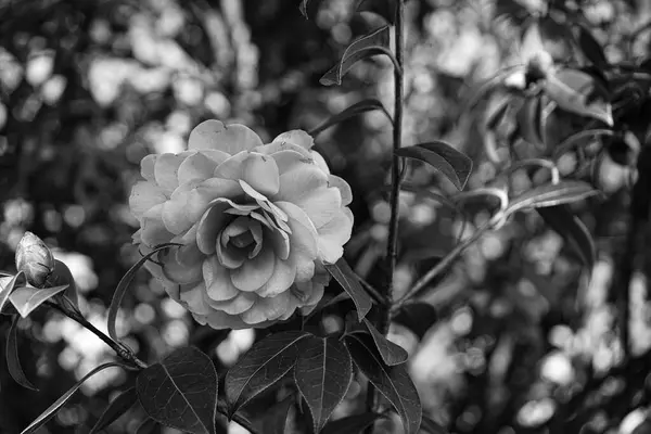 Fotoğraf d 'une fleur de camelia prise on noir et blanc sure un fond botek