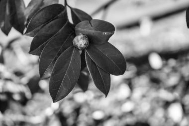 Fotoğraf: d 'une branche de camelia isolee pris en noir et blanc avec ton for sure fond botek
