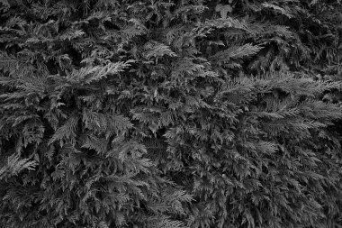 Fotoğraf d 'un dikdörtgen d' une haie de sapinette pris en noir et blanc en makro