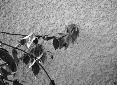 Fotoğraf: d 'une banche de jasmin montant sur un mur pris en makro en noir et blanc