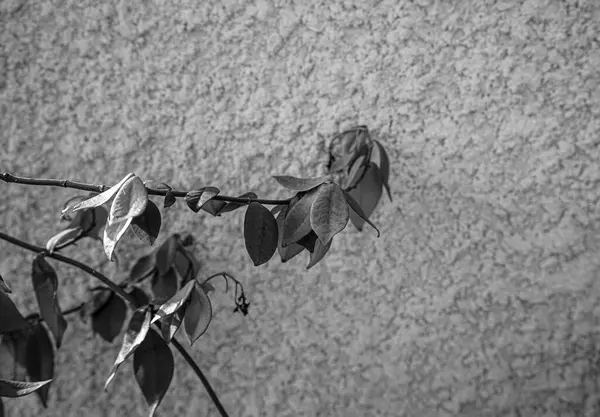 Fotoğraf: d 'une branche de jasmin grimpante sur mur prise on noir et blanc
