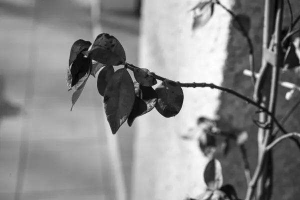 Fotoğraf: d 'une branche de yasmin photographiee en noir et blanc
