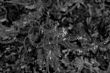 Fotoğraf d 'une branche de bruyere isolee sure un love monokrome