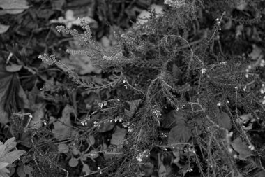 Fotoğraf: d 'une branche de bruyere isolee sure un fond monochrome