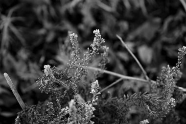 Fotoğraf d 'une branche de bruyere prise on makro sur un arriere-plan blanc et noir
