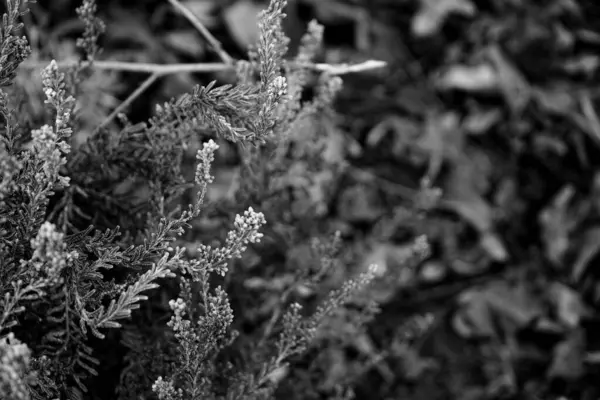 Fotoğraf d 'une plante de bruyere pris on close-up sur un fond blanc et noir