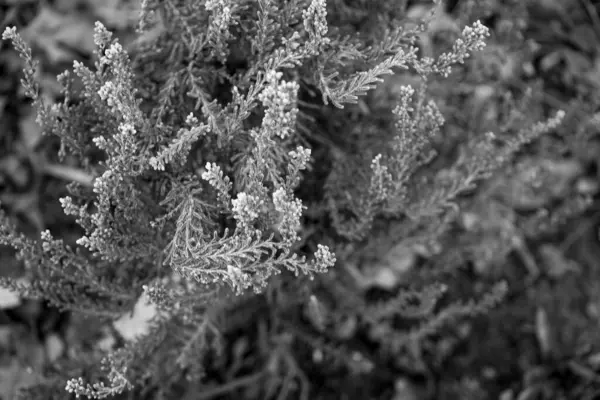 Fotoğraf: d 'un buisson de bruyere pris en makro sur un fond noir et blanc