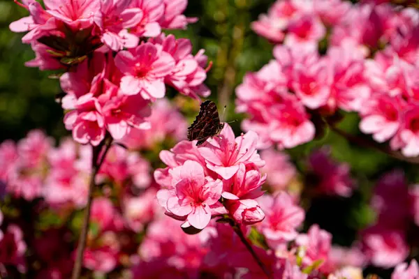 Photo d'un joli papillon pose sur une fleur d'azalee pris en close-up sur un arriere-plan vert