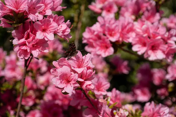 Fotoğraf d 'un papillon poz une fleur d' azalee pris en makro sure un fond vert