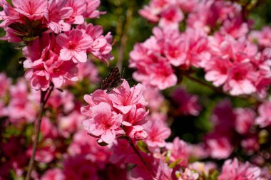 Fotoğraf d 'un beau papillon poz sur une petale de fleur d' azalee pris en makro sur un fond vert