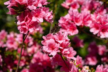 Fotoğraf d 'un beau papillon pris en makro sur une fleur d' azalee sur un fond vert