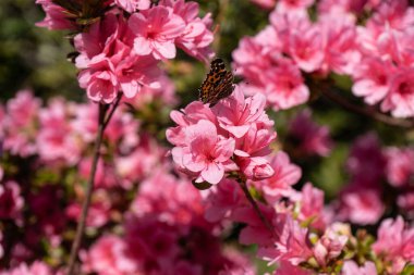 Fotoğraf d 'un beau papillon pris en makro sur une fleur d' azalee sur un fond vert