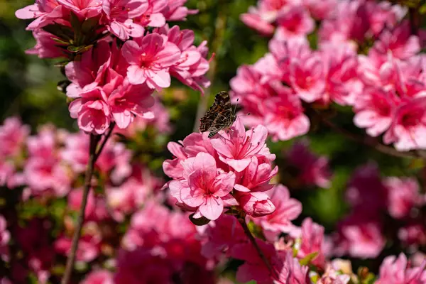 Fotoğraf d 'un beau papillon pris en makro sur une fleur d' azalee sur un fond vert