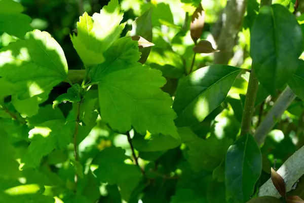 Fotoğraf d 'une feuille isolee pris on makro sur un arrire-plan vert avec son effet botek