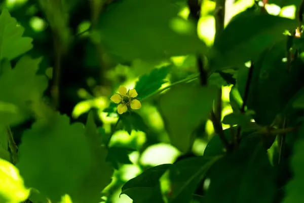 Fotoğraf d 'une autre vue d' un bouton d 'or cache sous des feuilles d' un altea pris en makro