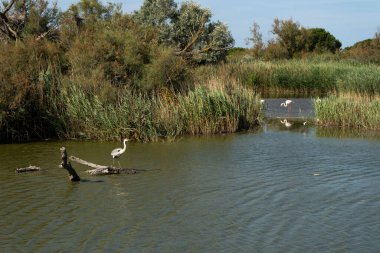 Fotoğraf d 'un heron poz un un branche de bois au parc ornithologique