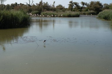 Fotoğraf d 'une autre vue d' oiseaux s 'abreuvant au parc ornithologique du Pont de Gau