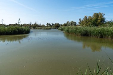 Maaş günü du parc ornithologique du Pont de Gau
