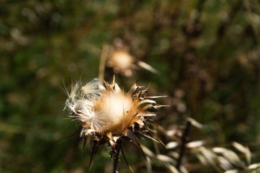 Fotoğraf: d 'un beau chardon-marie pris en makro avec effet boteck