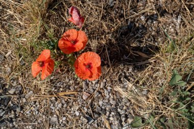 Kızıl Fısıldar Makro gelincikler Saint-Guilhem-le-Dsert yolunda