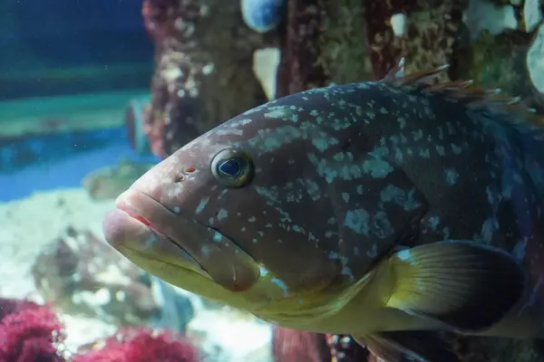 Bir Balık Balık Akvaryumunun Yakın Çekimi du Grau-du-Roi