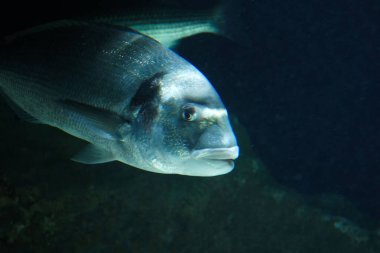 Grau-du-Roi Akvaryumu 'nda Deniz Çamuru Su altı Fotoğrafçılığı