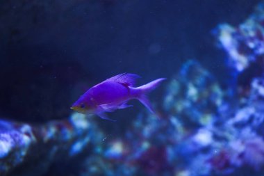 Cam Akvaryum Artistik Fotoğrafı Arasında Sahte Tuka