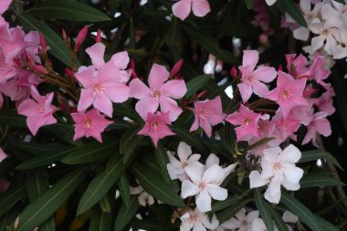 Makro 'da Sanat Fotoğrafçısı Oleander Flower