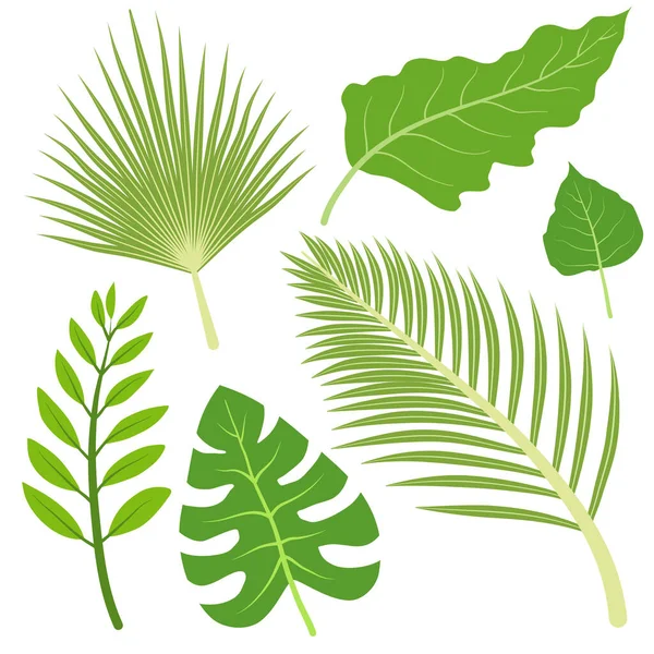 Liście Tropikalne Rośliny Monstera Liście Palmy Liście Dżungli Ilustracja Wektora — Wektor stockowy