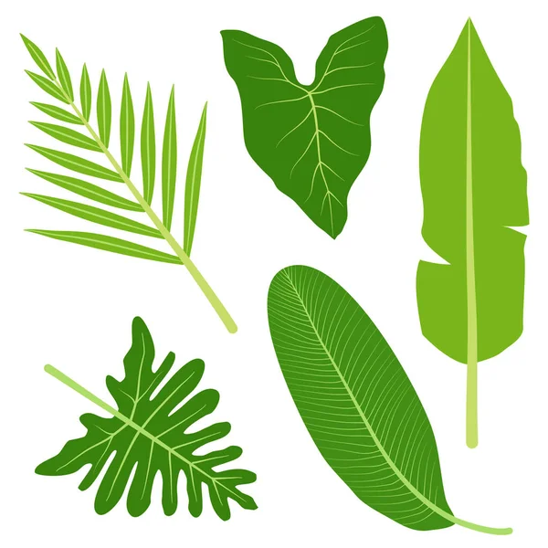 Conjunto Vetorial Folhas Verdes Folhas Desenhadas Mão — Vetor de Stock