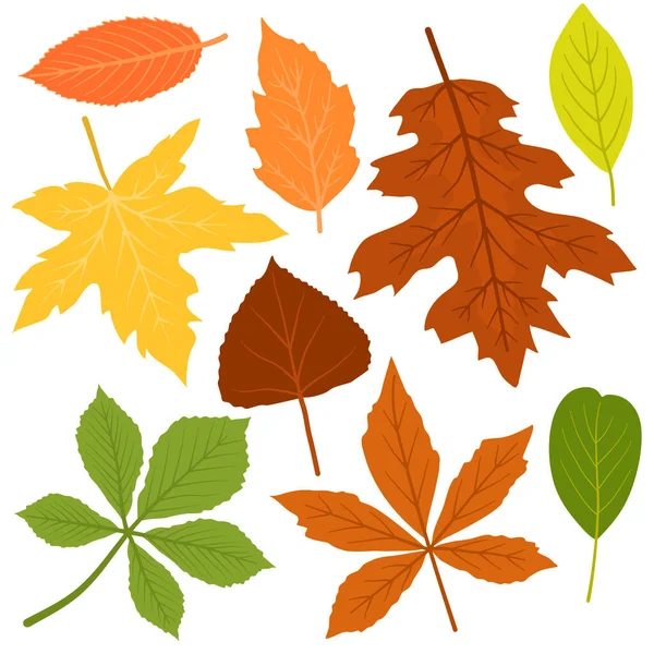 秋の紅葉のベクトルを設定 — ストックベクタ