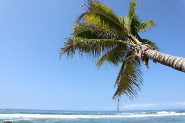 Doğanın güzel manzarası ve palmiye