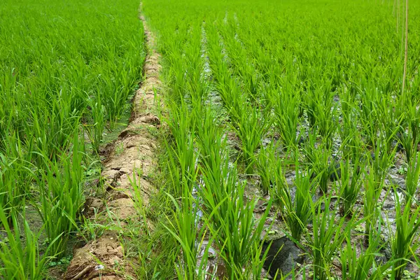 Reisfeld Mit Grünen Blättern Und Wasser — Stockfoto