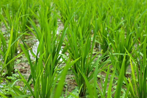 早上的绿稻田 — 图库照片